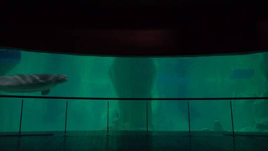 鲸鱼在水族馆的水箱里游泳视频素材模板下载