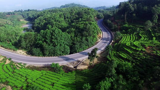 森林中公路边的绿色茶地