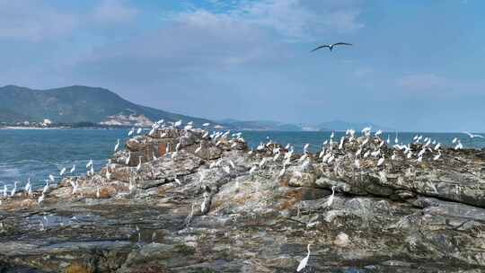 白鹤礁石海浪