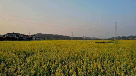 振兴乡村·夕阳下的油菜花