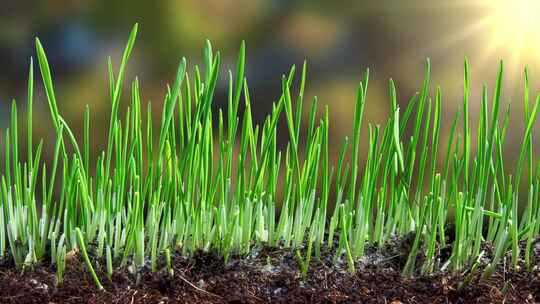 种子发芽植物生长延时