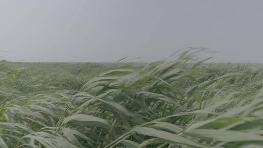 河边狂风日落芦苇荡LOG视频素材