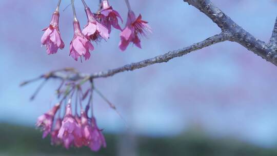 樱花蜜蜂采花和茶园风光