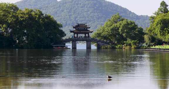 杭州西湖夏天曲院风荷玉带晴虹桥风光