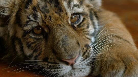 动物园小老虎视频可爱的小虎张大嘴