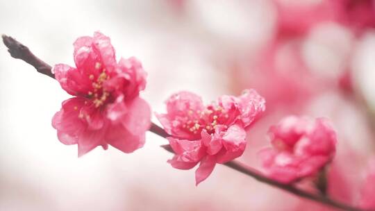 桃花 桃花源