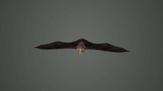 夜行动物 蝙蝠 3D动画 小菊头蝠 超声波