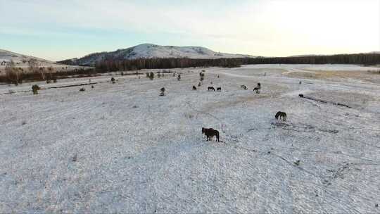 白雪覆盖的田野里的马的无人机镜头