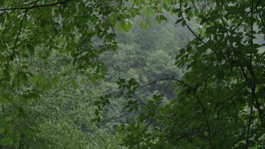 湖北襄阳古隆中森林雨景