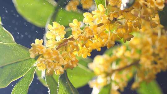 桂花桂花树桂花飘落桂花花开唯美光影空镜
