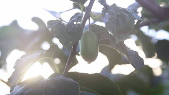 软枣猕猴桃种植