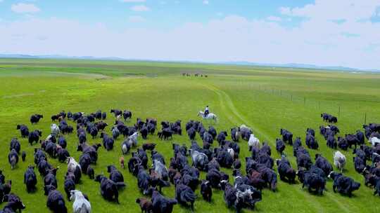 航拍草原牦牛 牛羊成群