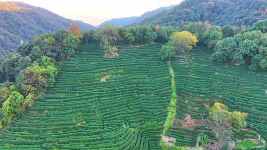 唯美杭州西湖龙井茶文化景区航拍茶园地茶叶视频素材模板下载