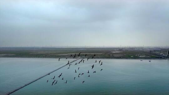 海边群鸟阴天航拍素材