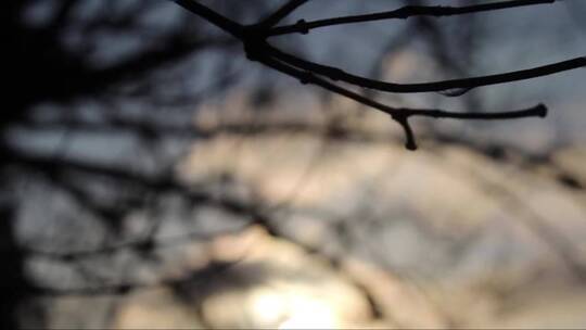 水滴冻结在树枝上。冰冷的冬天 (3)