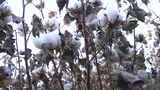 新疆棉花素材高清在线视频素材下载