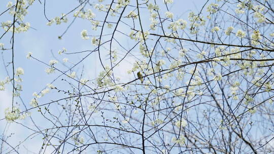 蓝天下唯美的白色樱花和树上鸟儿