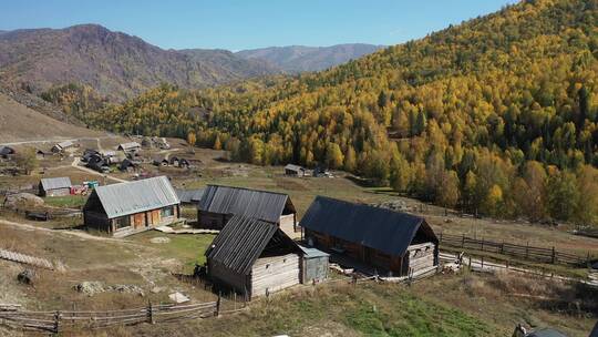 新疆禾木乡村建筑秋天的自然风光