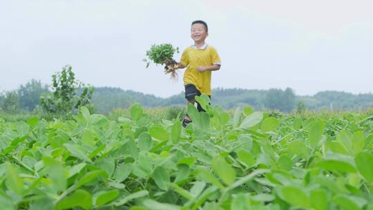 农产品丰收视频素材模板下载