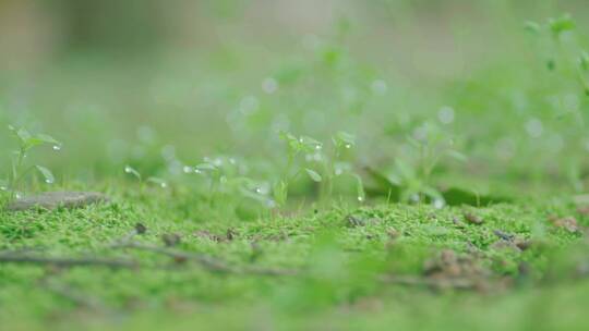 小草露珠 草地露水