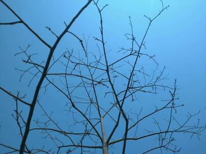 树枝，天空-上三分构图