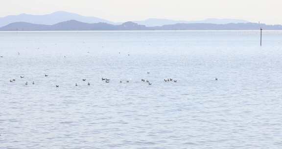 太湖湖水成群海鸥