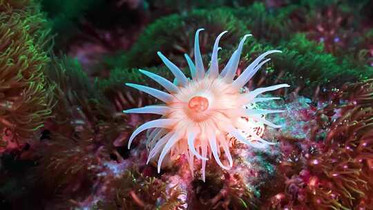 唯美海底植物特写、海葵