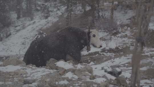 雪中的牦牛