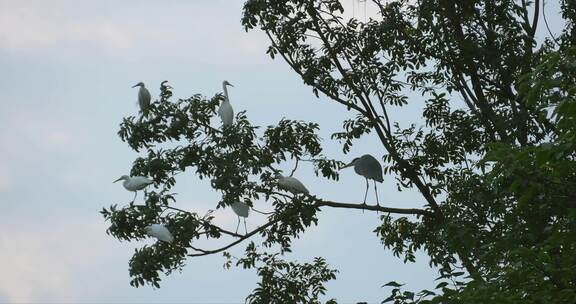 树枝上歇息的鸟