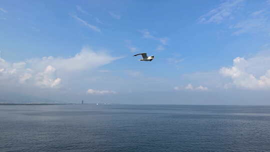 4K航拍飞行在海面的海鸥