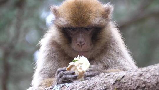 巴巴里猿在树上吃水果