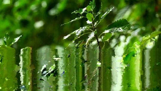 雨下的绿色树枝