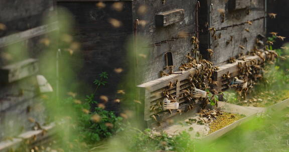 一群蜜蜂围绕养蜂场的蜂箱飞舞慢镜头