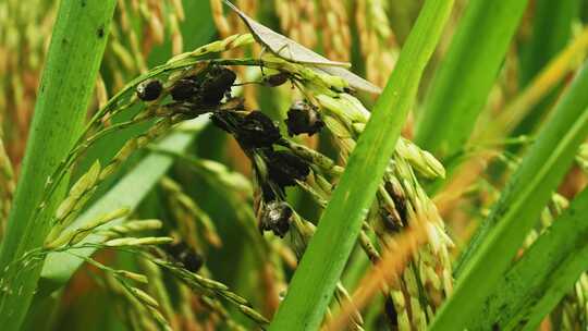 水稻虫害稻曲病