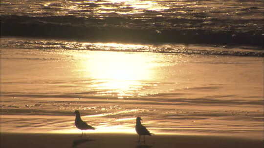 海鸥从夕阳余晖中走过