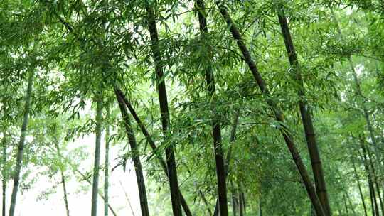 竹林竹叶禅意下雨天唯美空镜