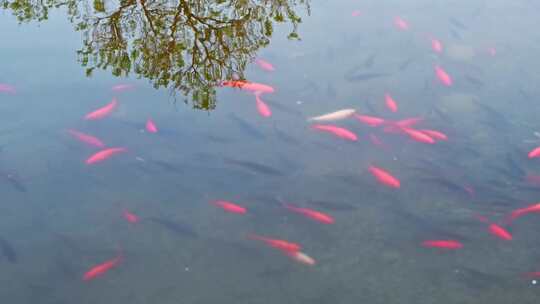 湖面树倒影与一群游动的红色鲤鱼