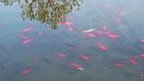湖面树倒影与一群游动的红色鲤鱼高清在线视频素材下载