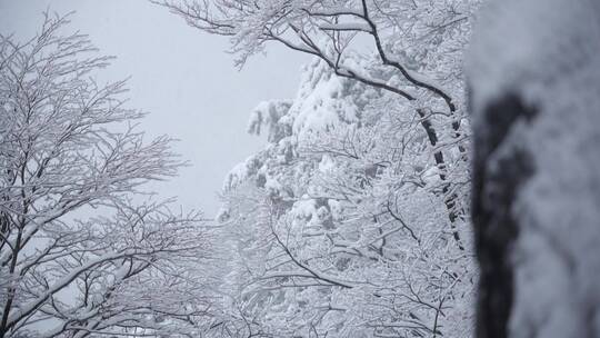 黄山 雪景 雾凇