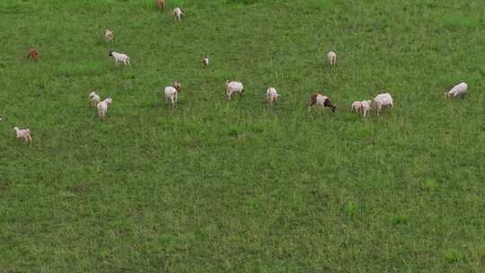 波尔山羊湿地草地生态放养吃草航拍视频素材模板下载