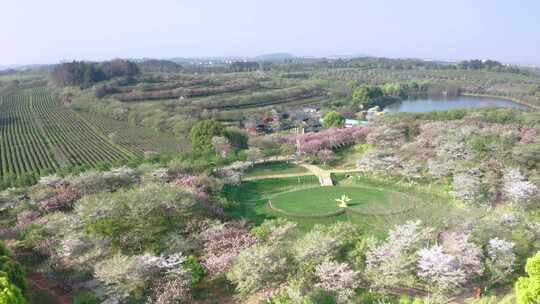 凤凰沟樱花_1