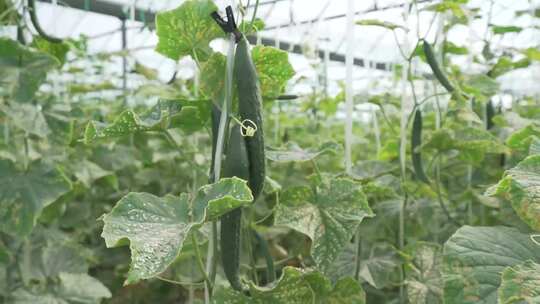 乡村大棚蔬菜黄瓜种植温室黄瓜幼苗