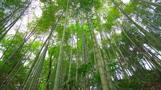 美丽的生态竹海竹林竹子参天竹林