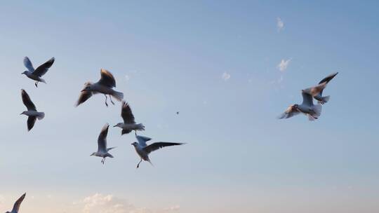 西昌邛海边飞翔的海鸥慢镜头