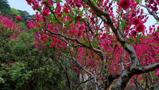 桃花林 树林 春暖花开 桃花坞 桃花园