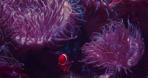 小丑鱼和海葵在海底