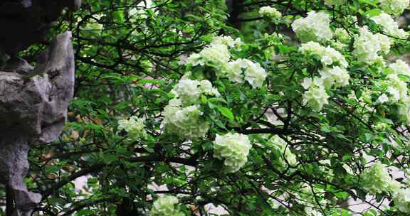 春天园林唯美绿绣球花盛开特写留园春雨春意