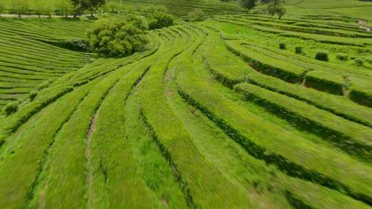 种植园，梯田，茶， Fpv