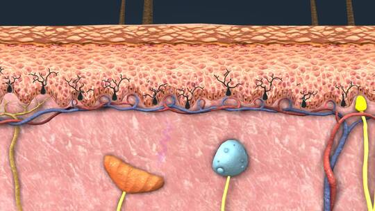 皮肤紫外线角化细胞黑素细胞黑色素医学动画