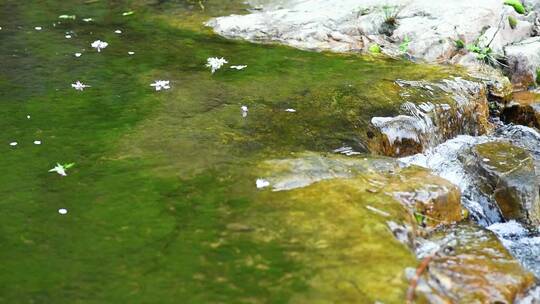 花自飘零水自流